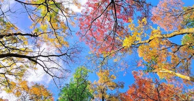 seasons
